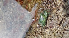 Pachygrapsus minutus