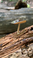 Physalacriaceae
