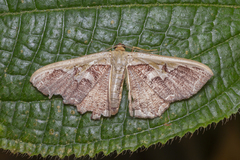 Zythos turbata