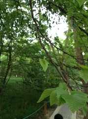 Carpinus turczaninovii