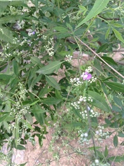 Vitex negundo heterophylla
