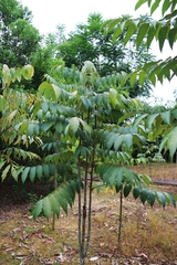 Bretschneidera sinensis