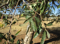 Ozoroa paniculosa