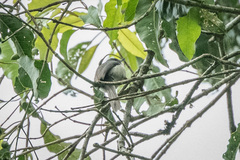 Apalis melanocephala