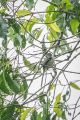 Apalis melanocephala