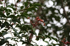 Staphylea japonica