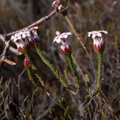 Erica ampullacea