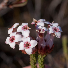 Erica ampullacea