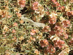 Phoenicolacerta kulzeri