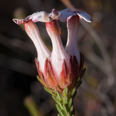 Erica ampullacea