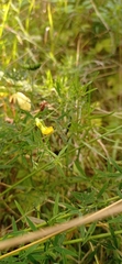 Lathyrus pratensis