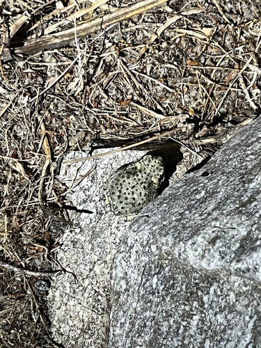 iNaturalist observation photo of Red-spotted Toad