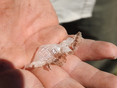 Phoenicolacerta kulzeri