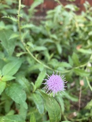 Cirsium arvense