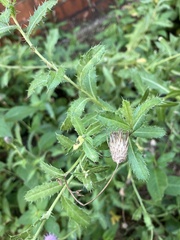 Cirsium arvense