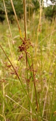 Juncus effusus