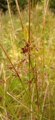 Juncus effusus