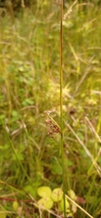 Juncus effusus