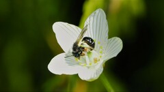 Andrena parnassiae