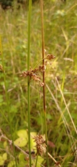 Juncus effusus