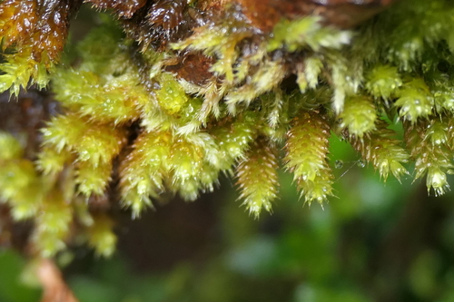 Image of Myurium hochstetteri by (c) Rafael Medina, some rights reserved (CC BY)