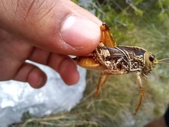 Prionotropis hystrix