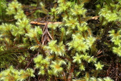 Breutelia azorica