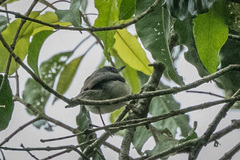 Apalis melanocephala