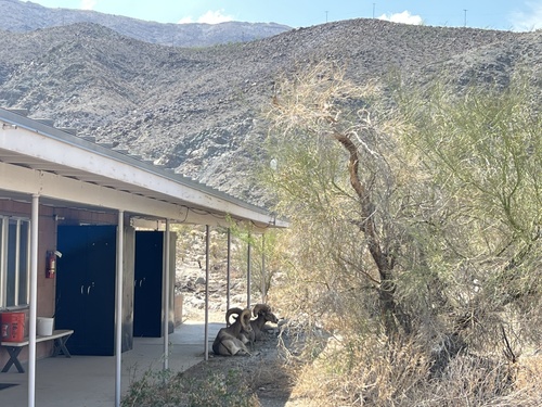 iNaturalist observation photo of Desert Bighorn Sheep
