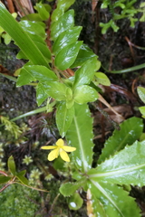 Lysimachia azorica