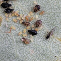 Chaitophorus tremulae