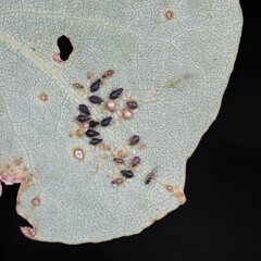 Chaitophorus tremulae