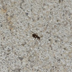 Acanthinus argentinus