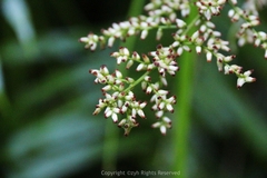 Artemisia anomala