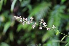 Artemisia anomala