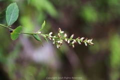Artemisia anomala