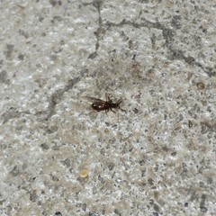 Acanthinus argentinus