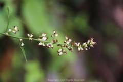 Artemisia anomala
