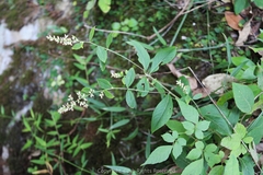 Artemisia anomala