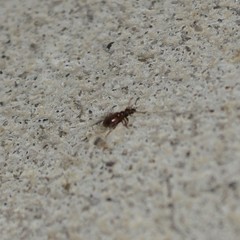 Acanthinus argentinus