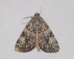 Catocala amica-lineella