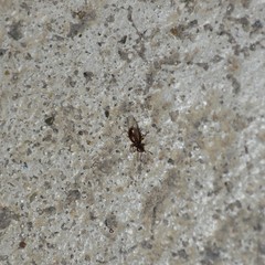 Acanthinus argentinus