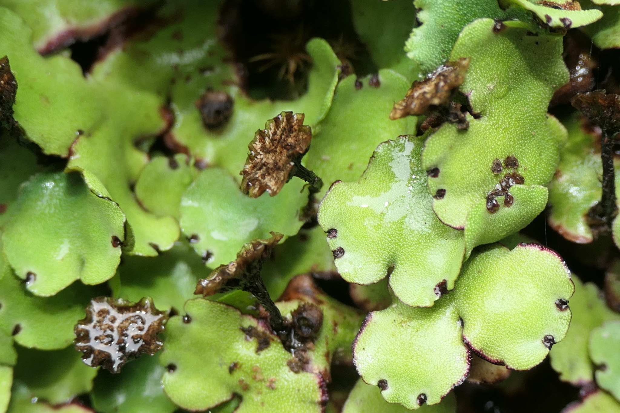 Marchantia paleacea