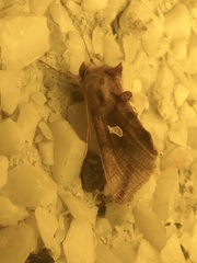 Autographa metallica