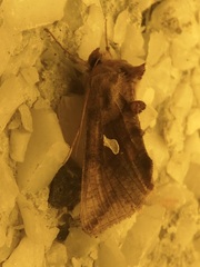 Autographa metallica