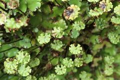 Marchantia paleacea