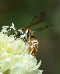 Andrena marginata