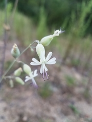 Silene csereii