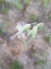 Silene csereii