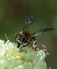 Andrena marginata